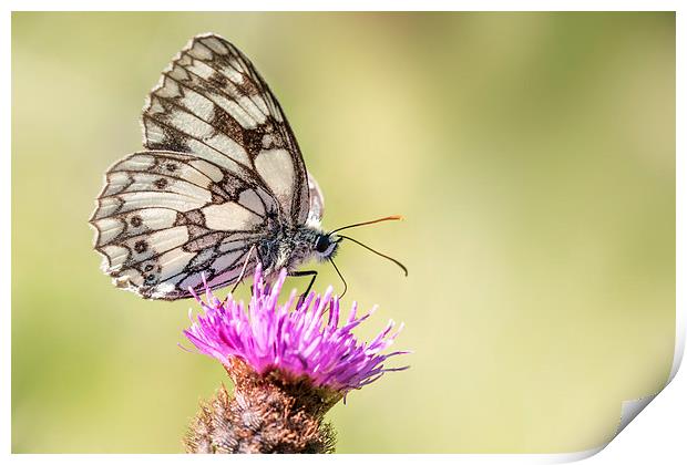  Marbled White Butterfly Print by Ian Hufton