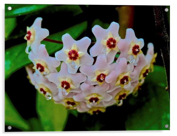  Hoya Flower Acrylic by Sue Bottomley