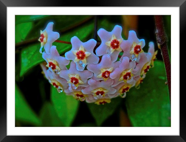 Hoya Flower, Plant  Framed Mounted Print by Sue Bottomley