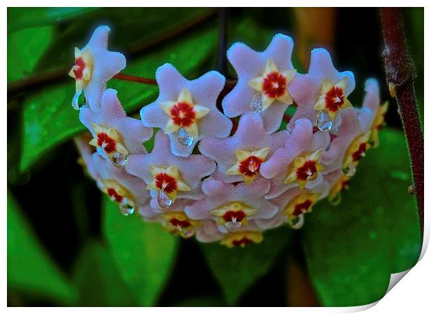 Hoya Flower, Plant  Print by Sue Bottomley