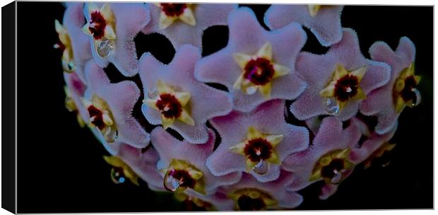  Hoya Flower Colse up Canvas Print by Sue Bottomley
