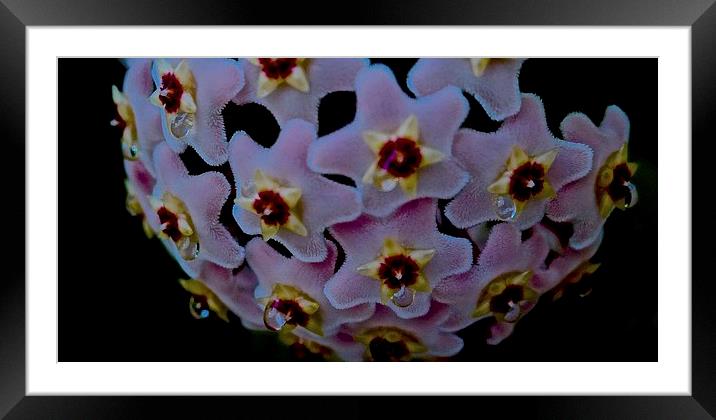  Hoya Flower Colse up Framed Mounted Print by Sue Bottomley