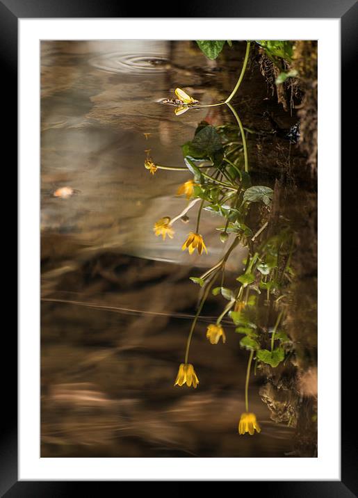 Reflecting Yellow Framed Mounted Print by Jeni Harney