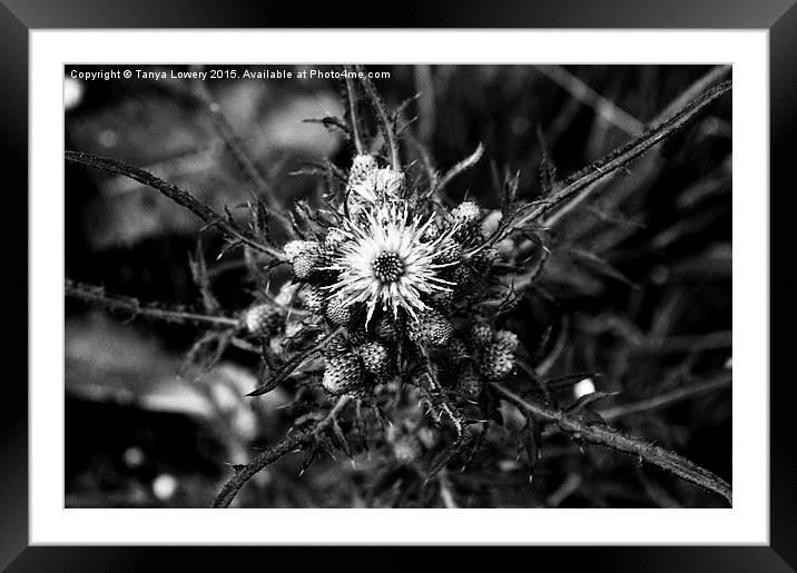  The thistle Framed Mounted Print by Tanya Lowery