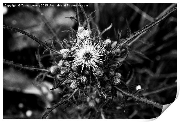  The thistle Print by Tanya Lowery