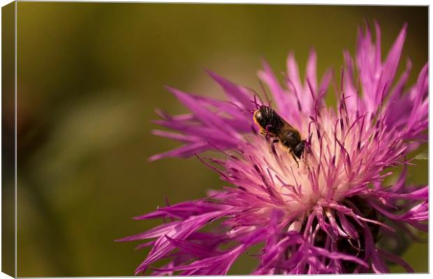  Collecting nectar Canvas Print by Gary Schulze