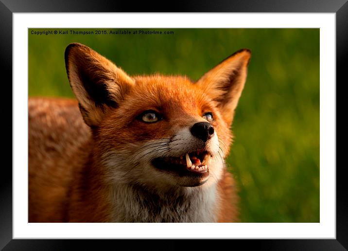  Red fox Framed Mounted Print by Karl Thompson