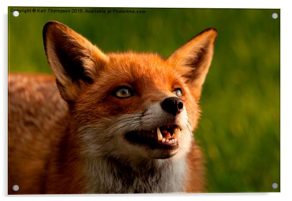  Red fox Acrylic by Karl Thompson