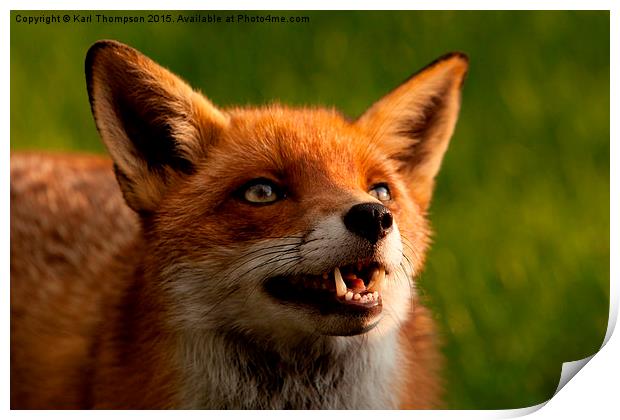  Red fox Print by Karl Thompson