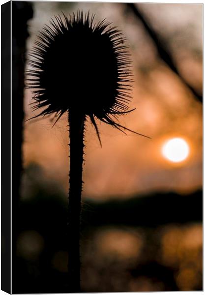  Silhouette Canvas Print by Gary Schulze