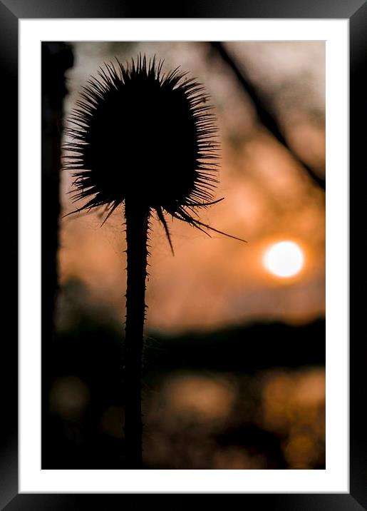  Silhouette Framed Mounted Print by Gary Schulze