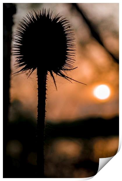  Silhouette Print by Gary Schulze