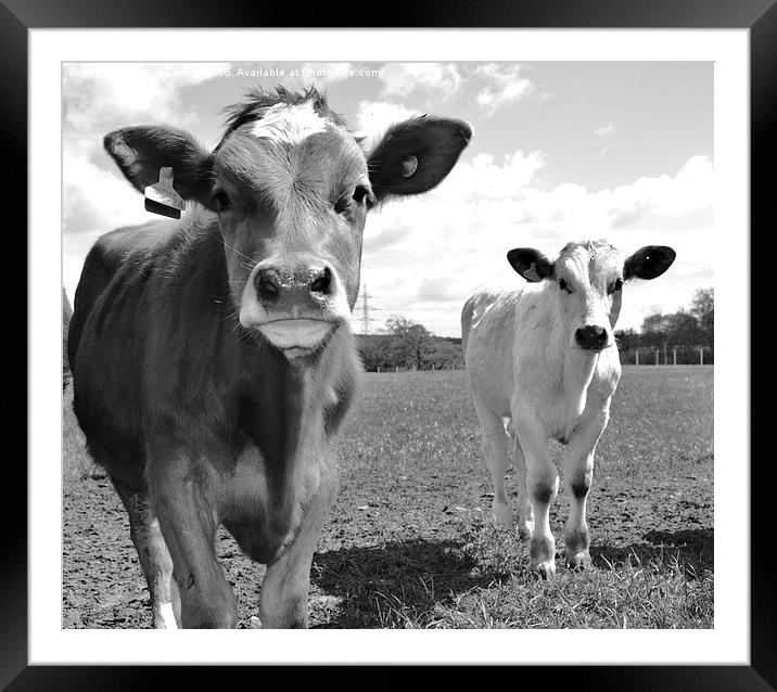  curious cows Framed Mounted Print by Tanya Lowery