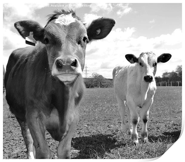  curious cows Print by Tanya Lowery