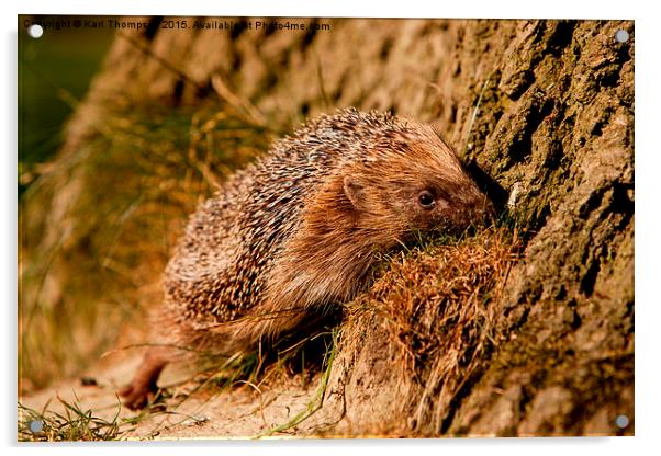  Hedgehog Acrylic by Karl Thompson