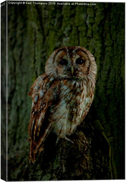  Tawny Owl Canvas Print by Karl Thompson