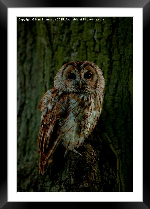  Tawny Owl Framed Mounted Print by Karl Thompson