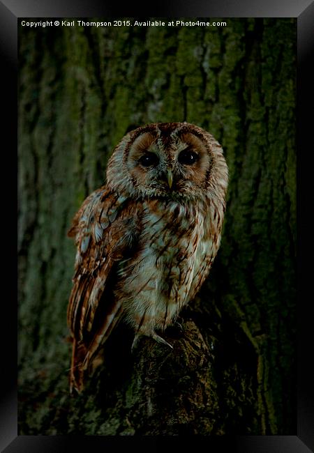  Tawny Owl Framed Print by Karl Thompson