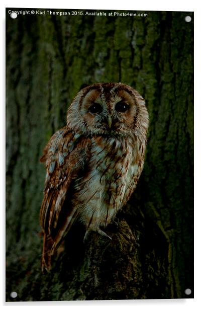  Tawny Owl Acrylic by Karl Thompson