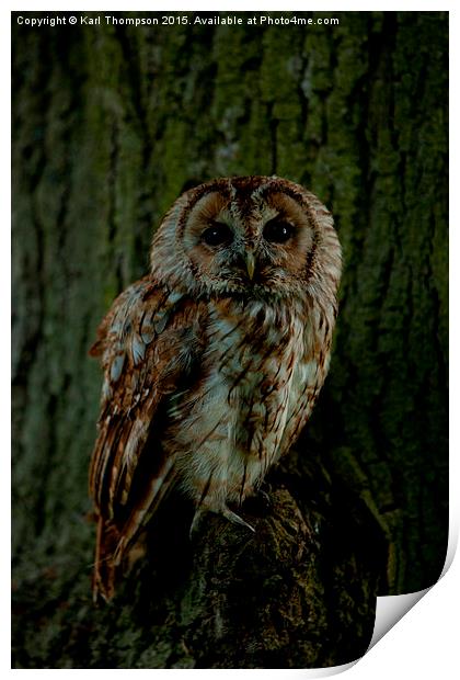 Tawny Owl Print by Karl Thompson
