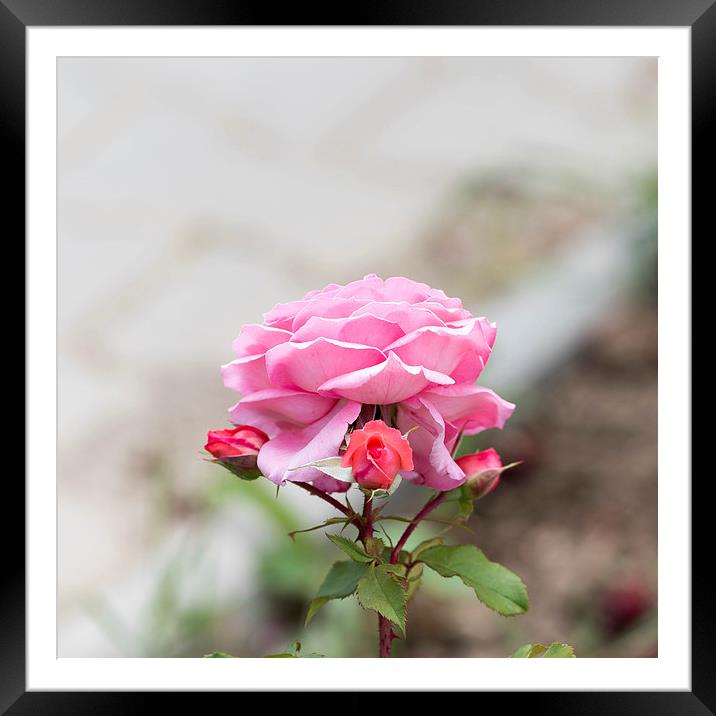 Pink rose with three buds Framed Mounted Print by Adrian Bud