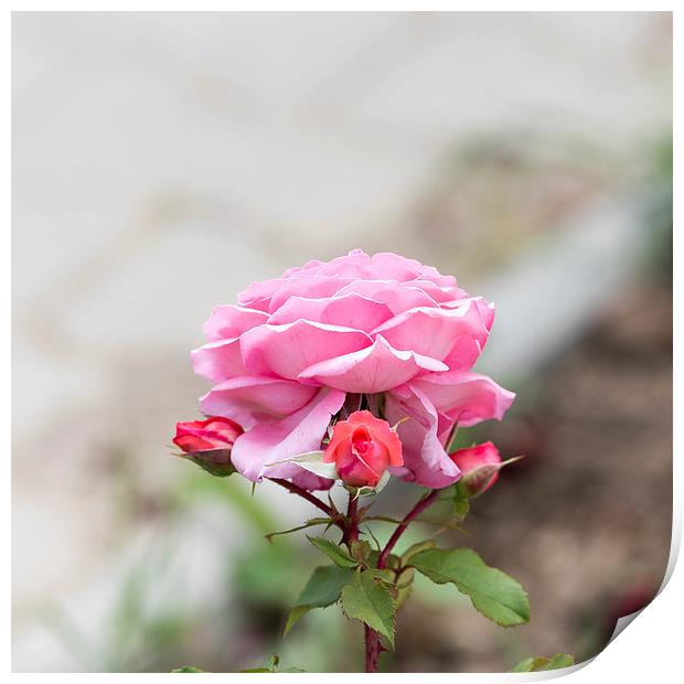 Pink rose with three buds Print by Adrian Bud