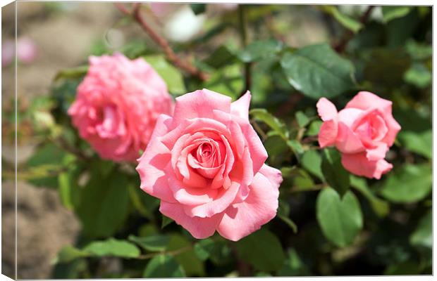 Three Pink Roses Canvas Print by Adrian Bud