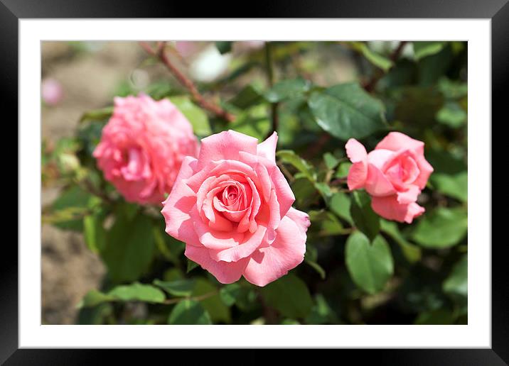 Three Pink Roses Framed Mounted Print by Adrian Bud