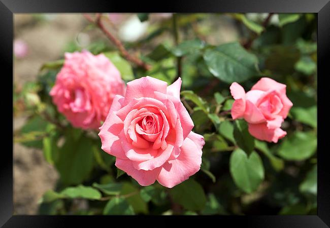 Three Pink Roses Framed Print by Adrian Bud