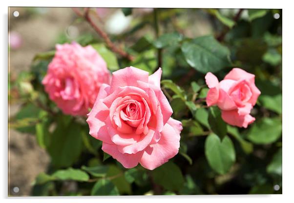 Three Pink Roses Acrylic by Adrian Bud