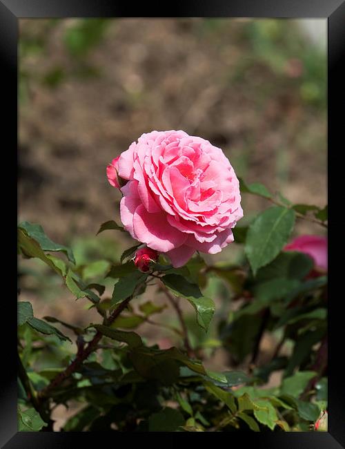Pink rose with buds Framed Print by Adrian Bud