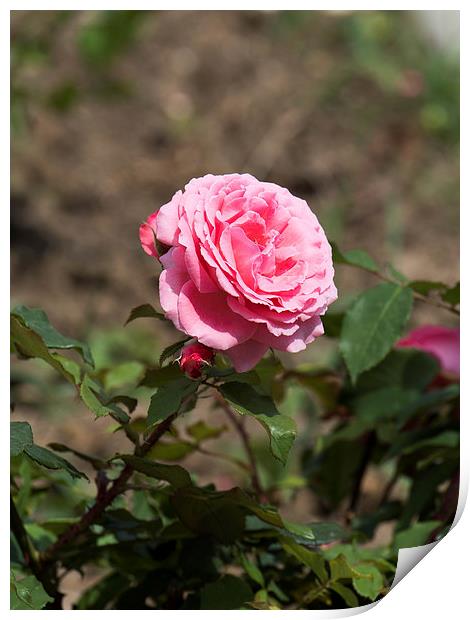 Pink rose with buds Print by Adrian Bud