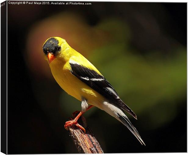 Male American Goldfinch Canvas Print by Paul Mays