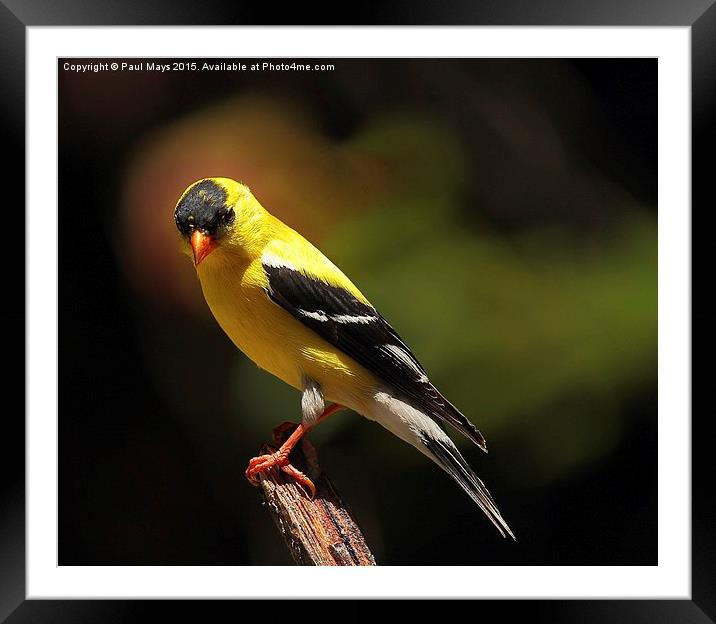Male American Goldfinch Framed Mounted Print by Paul Mays