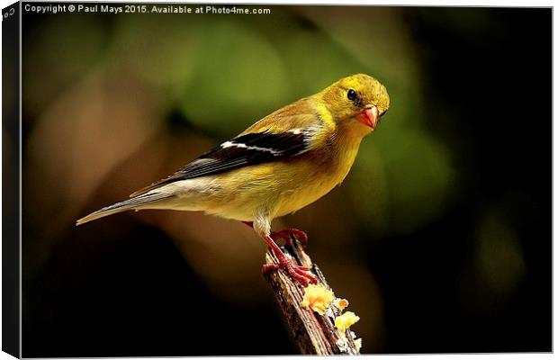  Female American Goldfinch Canvas Print by Paul Mays