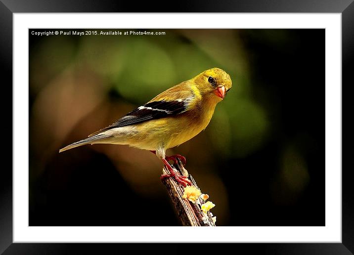  Female American Goldfinch Framed Mounted Print by Paul Mays