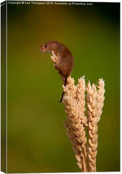  Harvest Mouse 2 Canvas Print by Karl Thompson