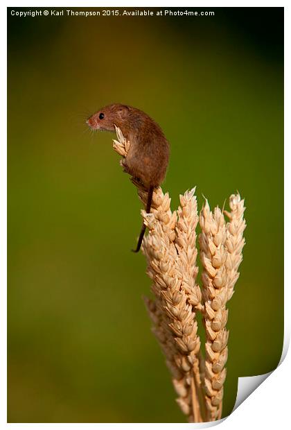  Harvest Mouse 2 Print by Karl Thompson