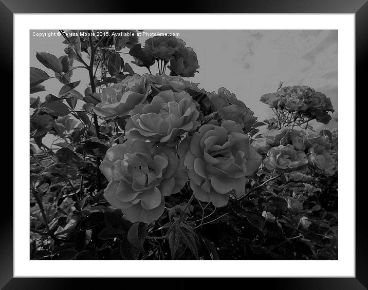  China rose effect rose Framed Mounted Print by Teresa Moore