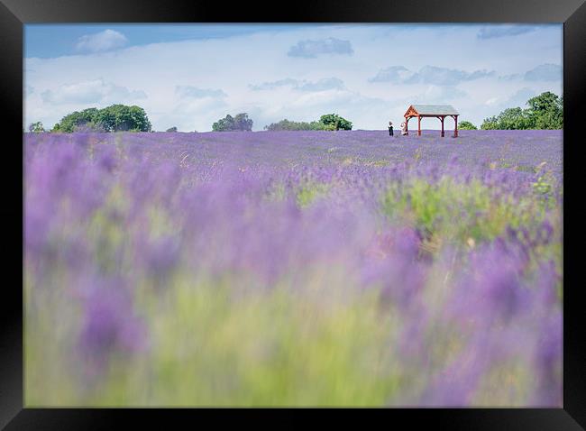  Lavender Field Framed Print by Colin Evans