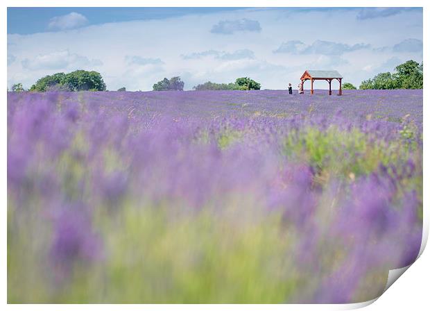  Lavender Field Print by Colin Evans