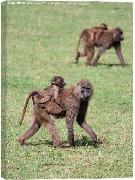 Monkey-Back Canvas Print by Dave Eyres