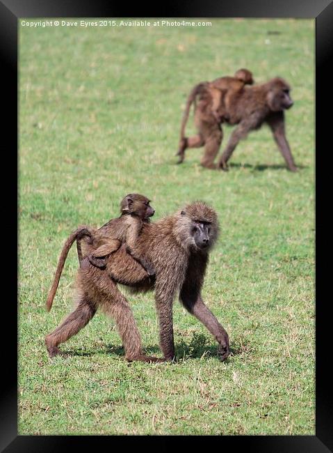 Monkey-Back Framed Print by Dave Eyres