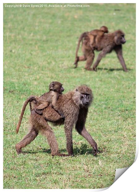 Monkey-Back Print by Dave Eyres
