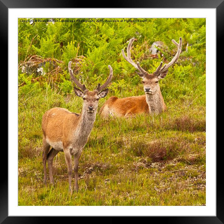  Red Deer Stags Framed Mounted Print by Derek Whitton