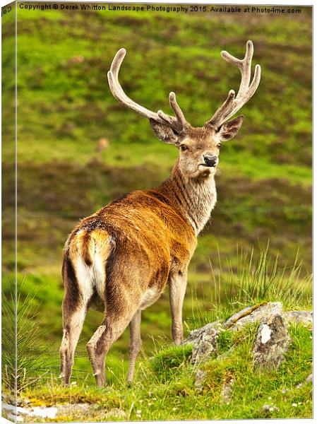  Red Deer Stag Canvas Print by Derek Whitton