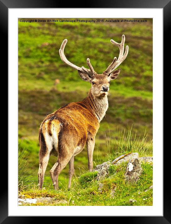  Red Deer Stag Framed Mounted Print by Derek Whitton