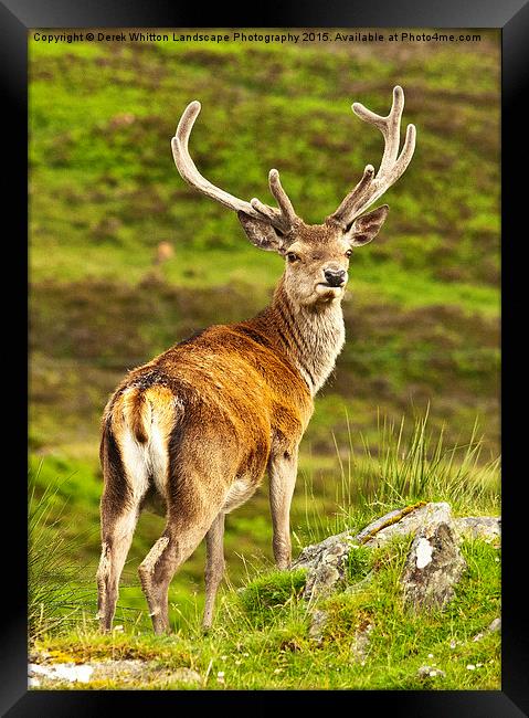  Red Deer Stag Framed Print by Derek Whitton
