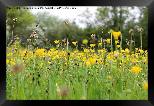  Field of Buttercups Framed Print by Rebecca Giles