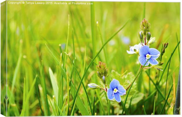  speedwell Canvas Print by Tanya Lowery